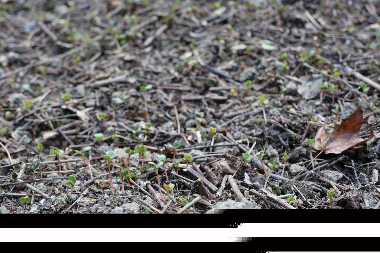 量与规则之间的“荒野求生”凯发入口一场摸索于山野、流(图4)